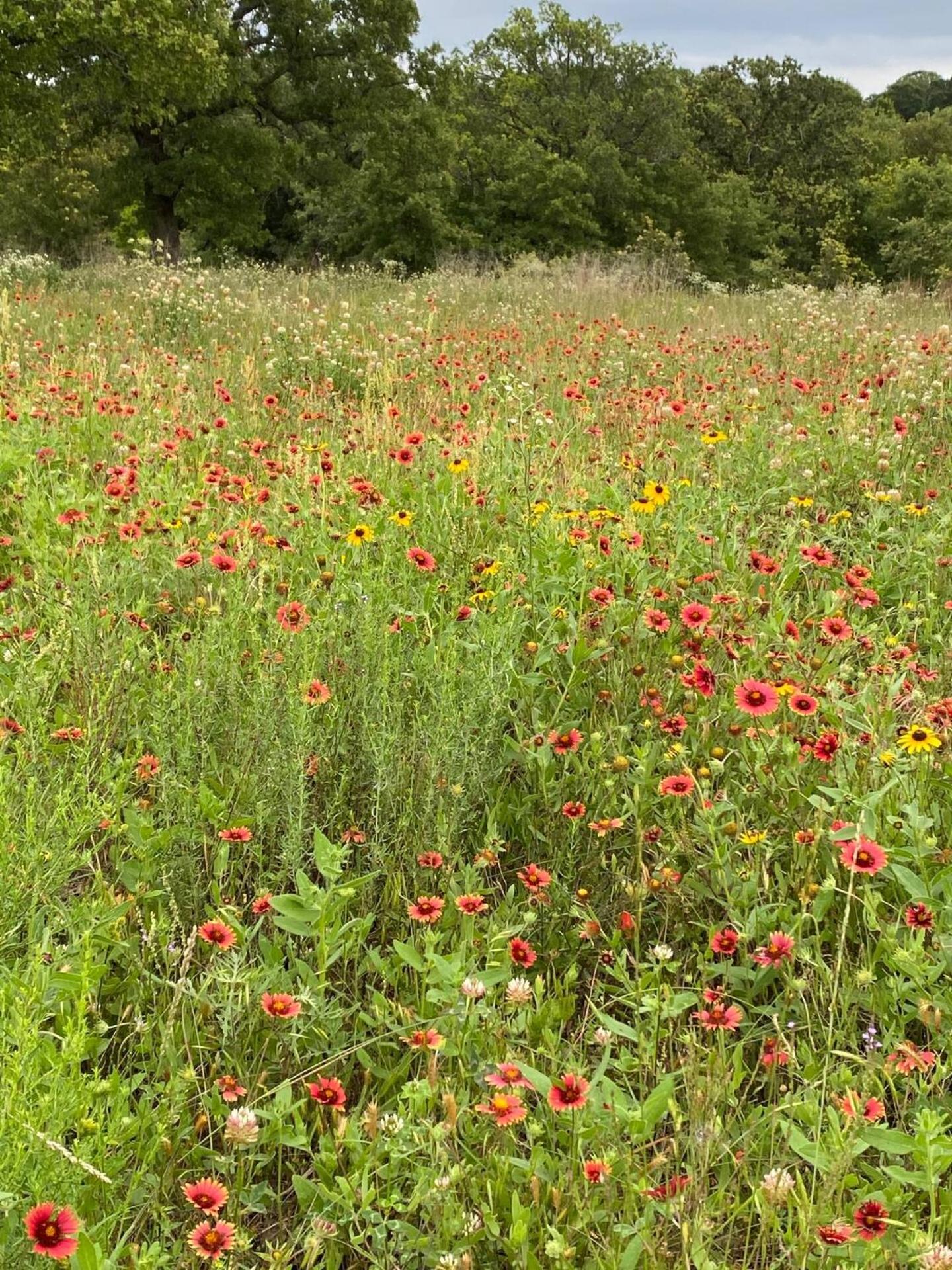 Nature Retreateclectic Country Boho Farmhouse Nocona ภายนอก รูปภาพ