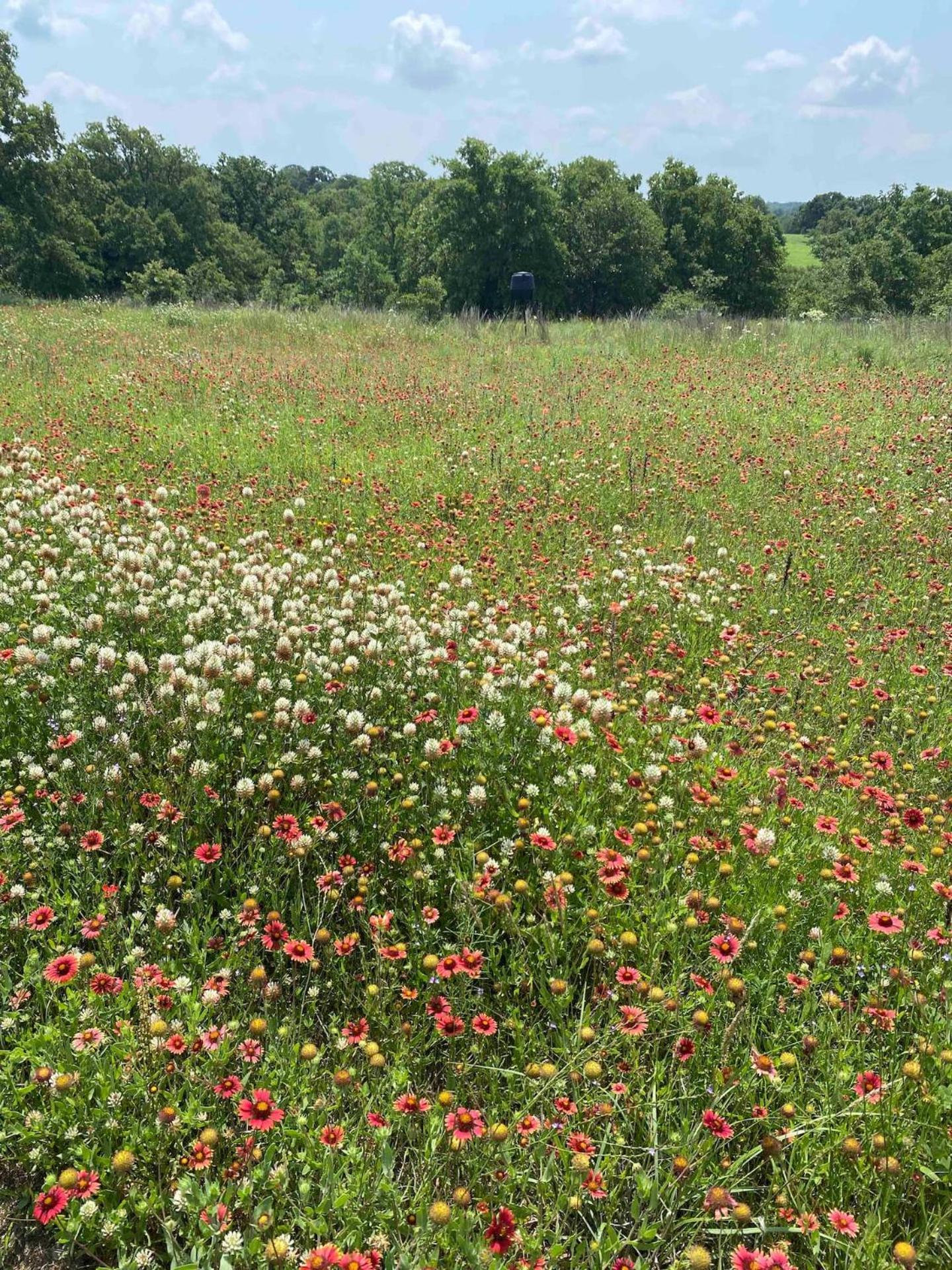 Nature Retreateclectic Country Boho Farmhouse Nocona ภายนอก รูปภาพ